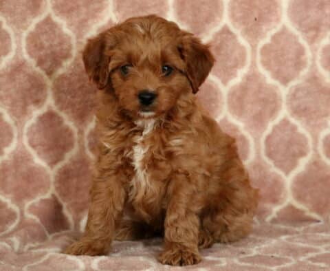 Porsha Cavapoo-001