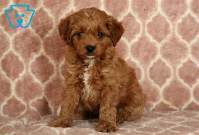 Porsha Cavapoo-001 image