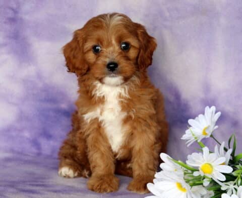 Porsha Cavapoo