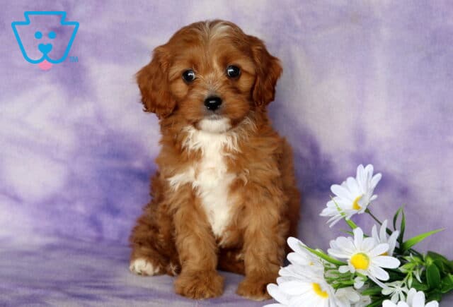 Porsha Cavapoo image