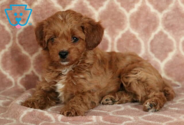 Porsha Cavapoo2-001 image