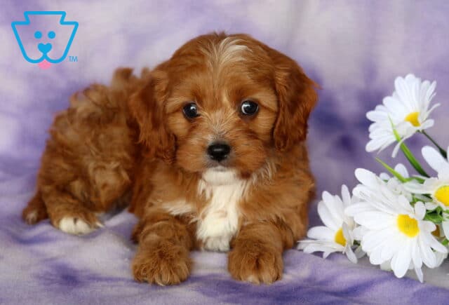 Porsha Cavapoo2 image