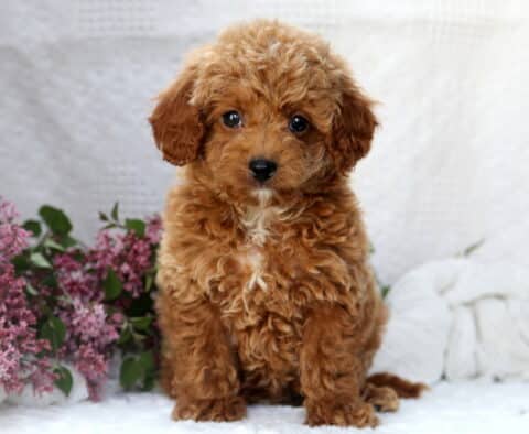Presley Mini Poodle