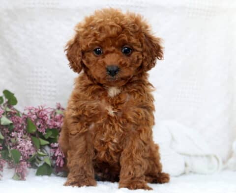 Puddles Mini Poodle