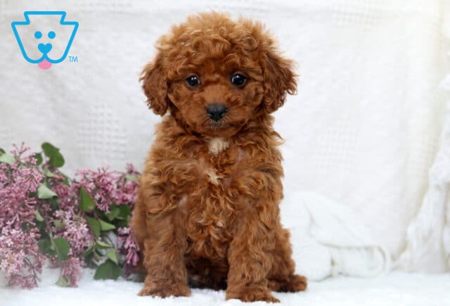 Puddles Mini Poodle image