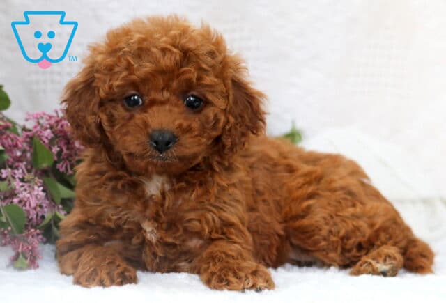 Puddles Mini Poodle2 image