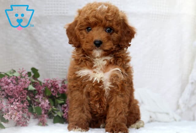 Pudge Mini Poodle image