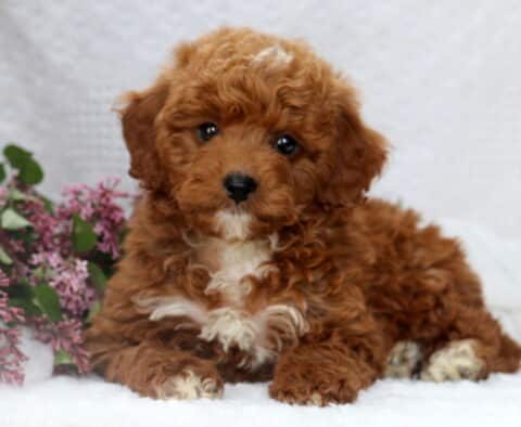 Pudge Mini Poodle2