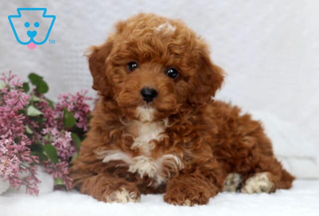 Pudge Mini Poodle2 image