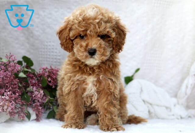 Puff Mini Poodle image