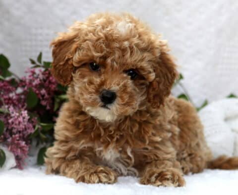 Puff Mini Poodle2
