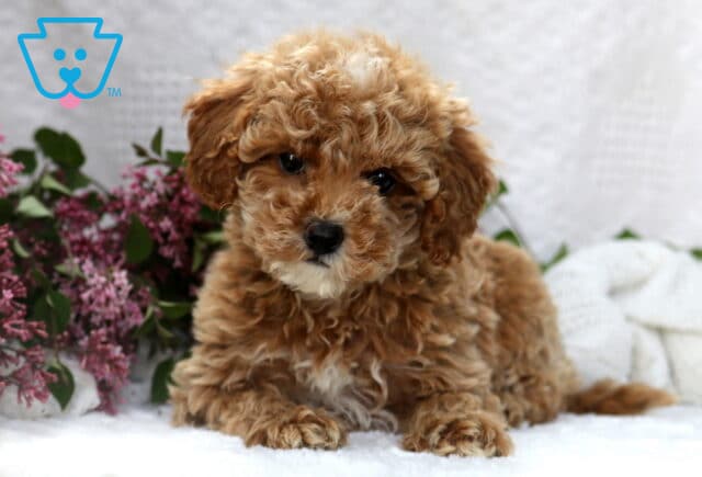 Puff Mini Poodle2 image