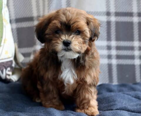 Pumpkin Shichon