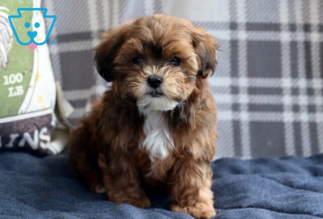 Pumpkin Shichon image