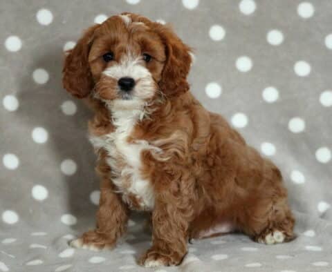 Puppers Cavapoo-001