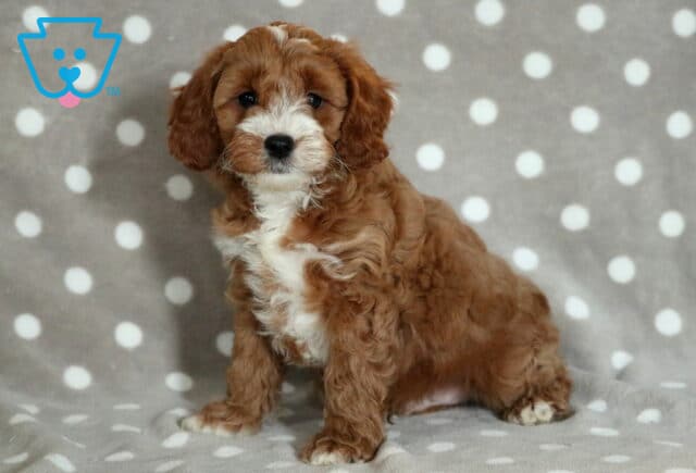 Puppers Cavapoo-001 image