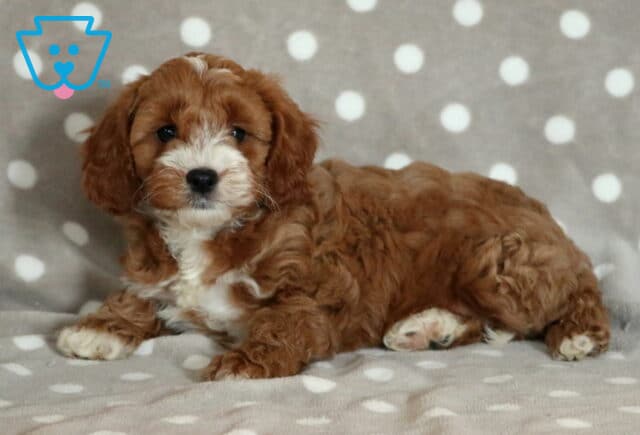 Puppers Cavapoo2-001 image