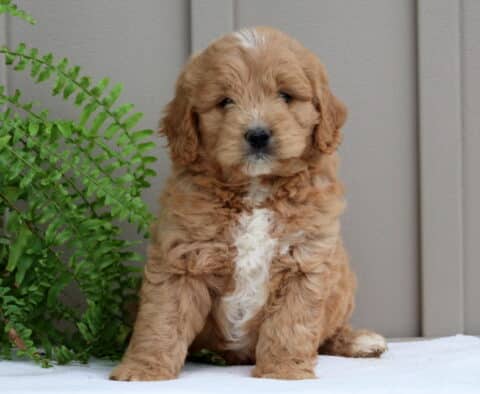 Puppers Mini GOldendoodle