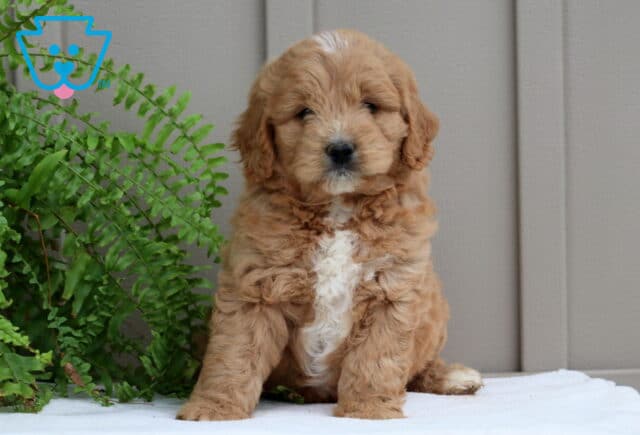 Puppers Mini GOldendoodle image