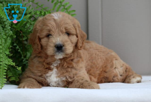 Puppers Mini GOldendoodle2 image