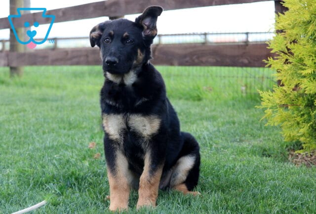 German Shepherd puppy sitting on the grass with a gentle expression, ears flopped slightly to the sides, next to a vibrant green shrub and wooden fence. image