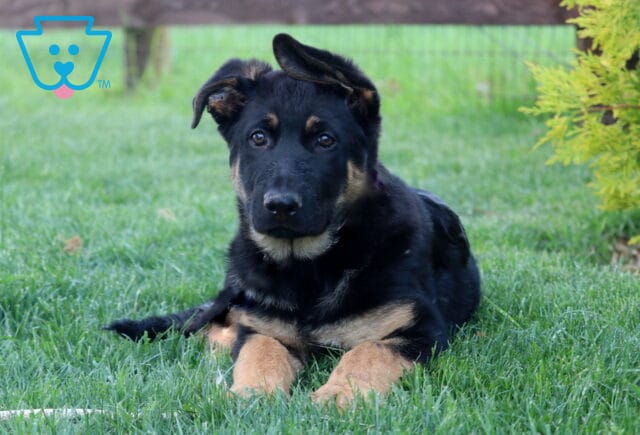 German Shepherd puppy laying in the grass with paws extended and a calm, curious gaze, framed by a wooden fence and a lush evergreen shrub. image