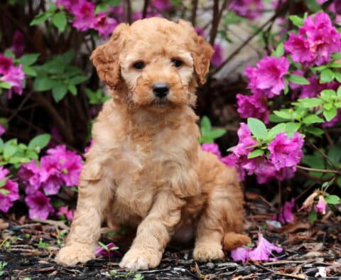 Rana Mini GOldendoodle