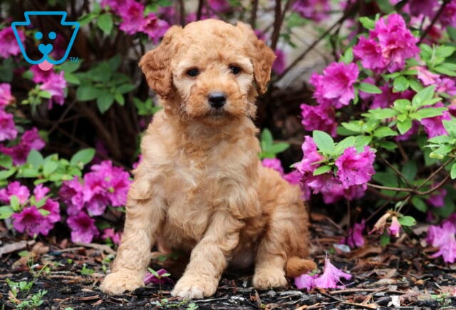 Rana Mini GOldendoodle image