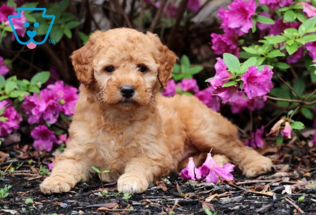 Rana Mini GOldendoodle2 image