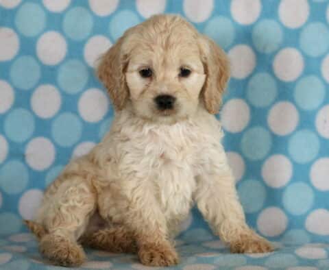 Ranger Cockapoo