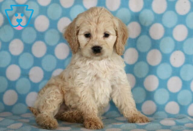 Toby Cockapoo image