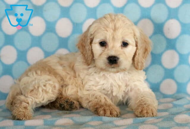 Toby Cockapoo2 image