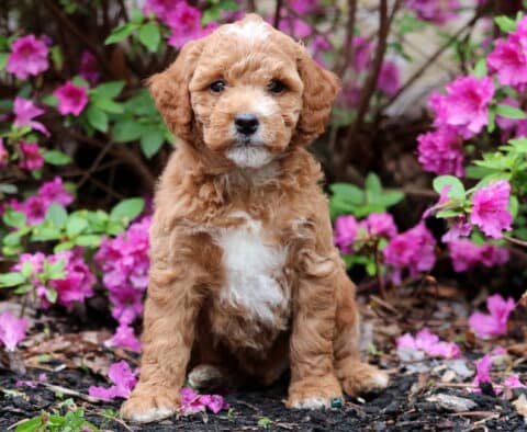 Ranger Mini Goldendoodle
