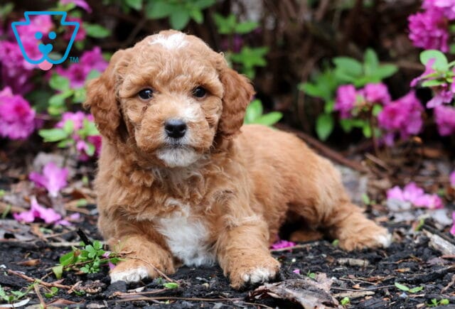 Ranger Mini Goldendoodle2 image