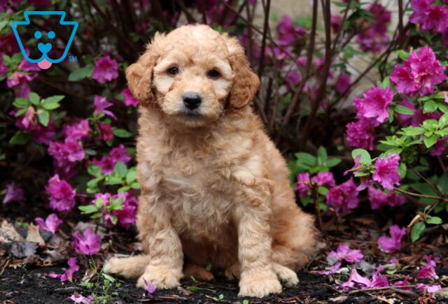 Rascal Mini Goldendoodle image