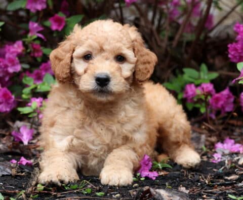 Rascal Mini Goldendoodle2
