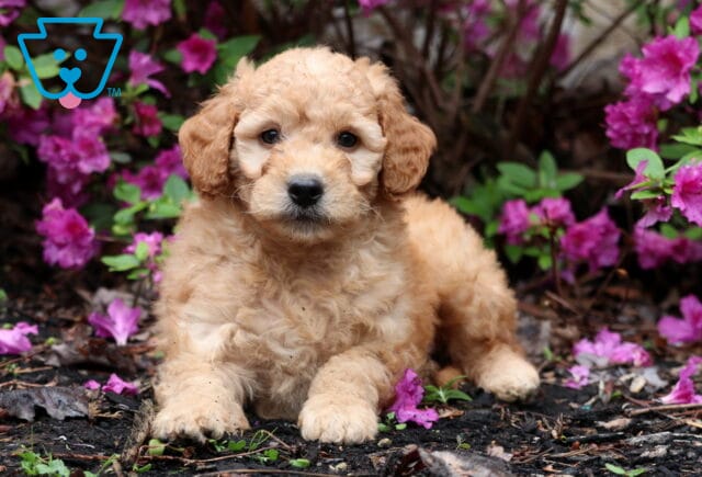 Rascal Mini Goldendoodle2 image