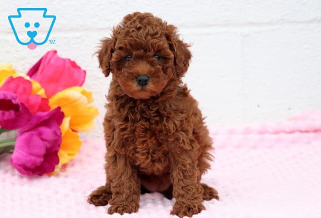 Raven Toy Poodle image