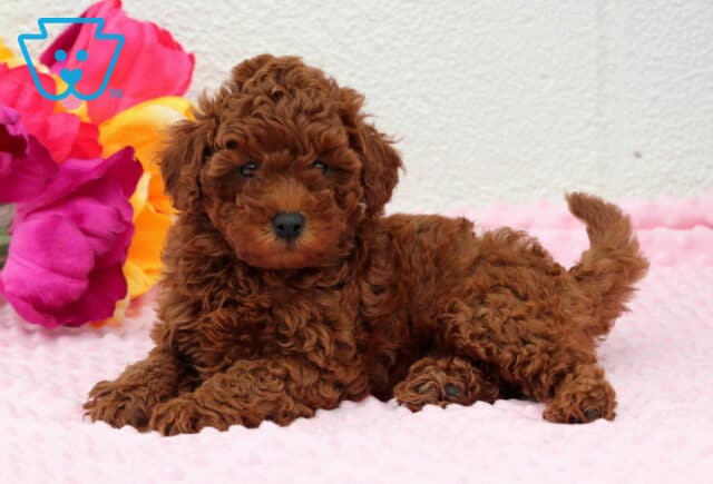 Raven Toy Poodle2 image