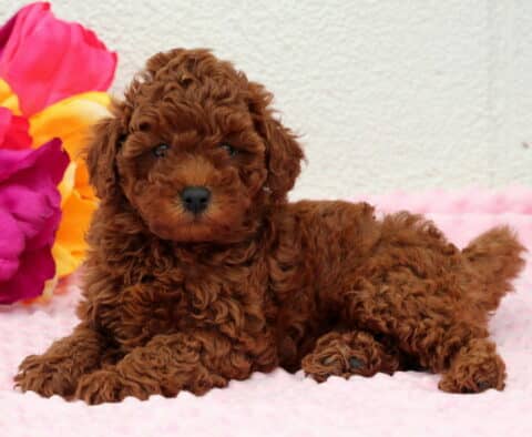 Raven Toy Poodle3