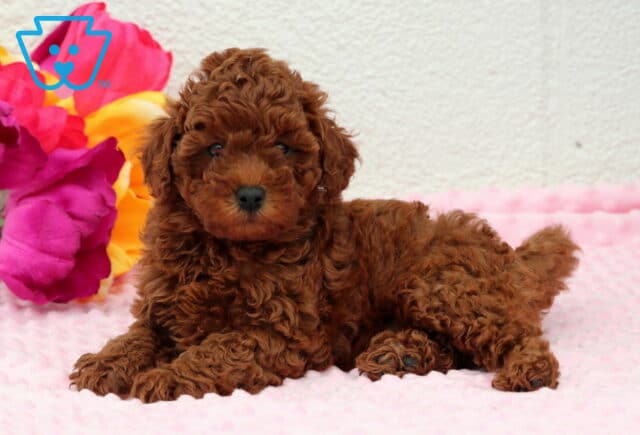 Raven Toy Poodle3 image