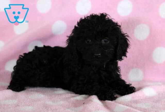 Tia Cockapoo image