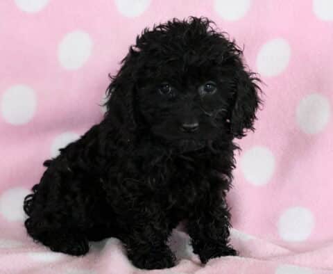 Rayna Cockapoo2