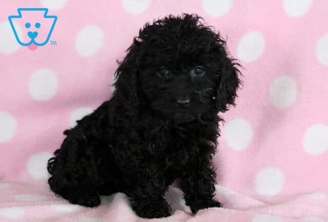Tia Cockapoo2 image