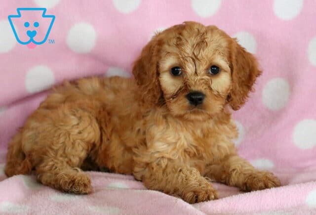 Tessa Cockapoo image