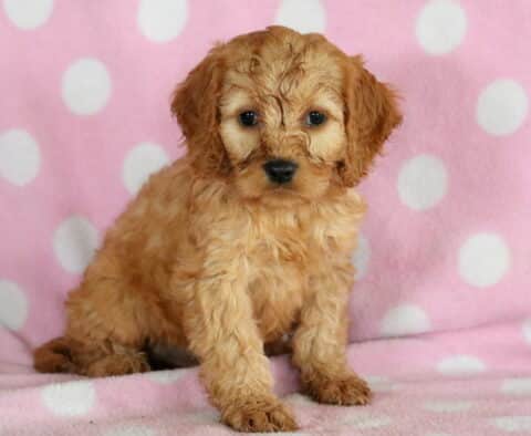 Reece COckapoo2