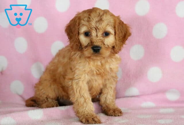 Tessa Cockapoo2 image
