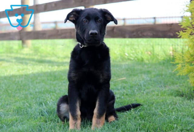 German Shepherd puppy sitting on the grass with a curious head tilt and floppy ears, posed beside a wooden fence and green shrub. image