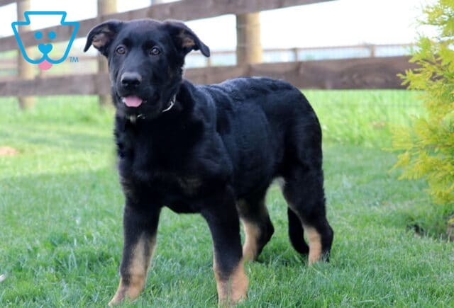 Playful German Shepherd puppy standing on grass with its tongue slightly out, looking alert near a wooden fence and bright green shrub. image