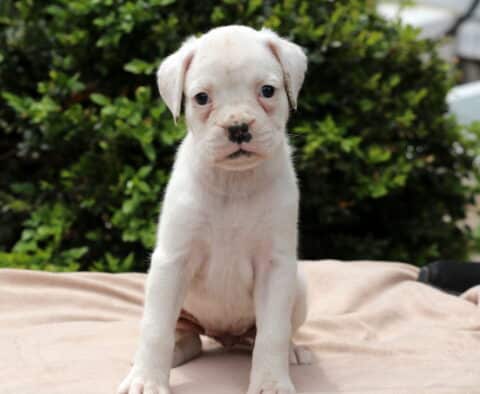 White Boxer puppy with a small black nose, sitting upright on a light blanket with a backdrop of green shrubs and a hint of rooftop behind.